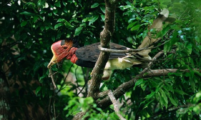 Rare bird being driven to extinction by poaching for its `red ivory` bill 